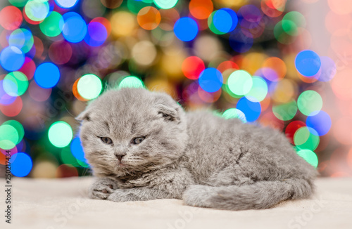 Sleepy kitten lying on Christmas tree on background © Ermolaev Alexandr