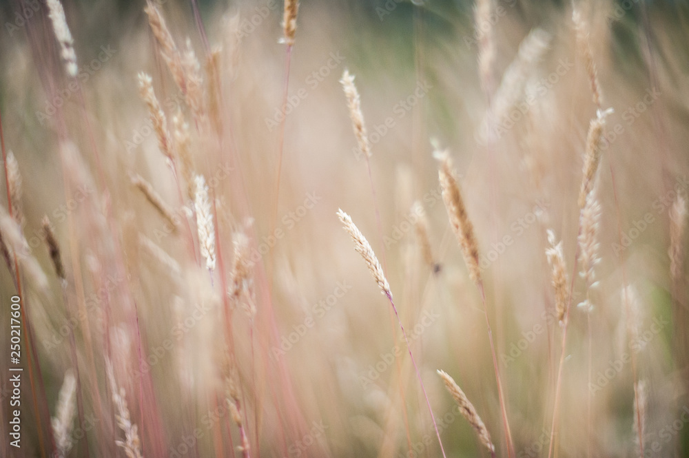 Fototapeta premium spikelets are ripe