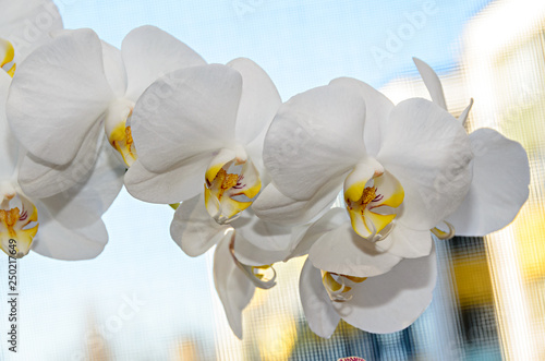 White orchid branch phal flowers, green buds, window background