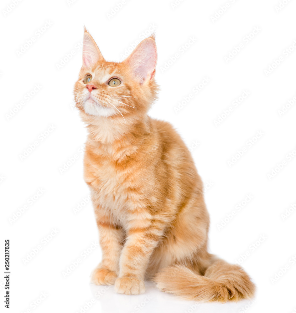 Maine coon cat looking up. isolated on white background