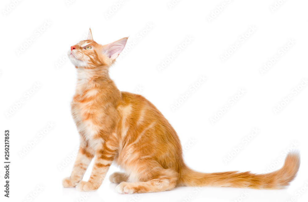 Maine coon cat looking up in profile. isolated on white background Maine coon cat looking up in profile. isolated on white background