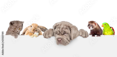 Group of pets  over empty w...