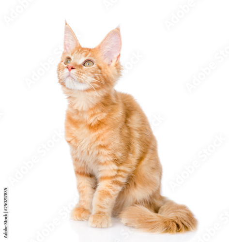Maine coon cat looking up. isolated on white background