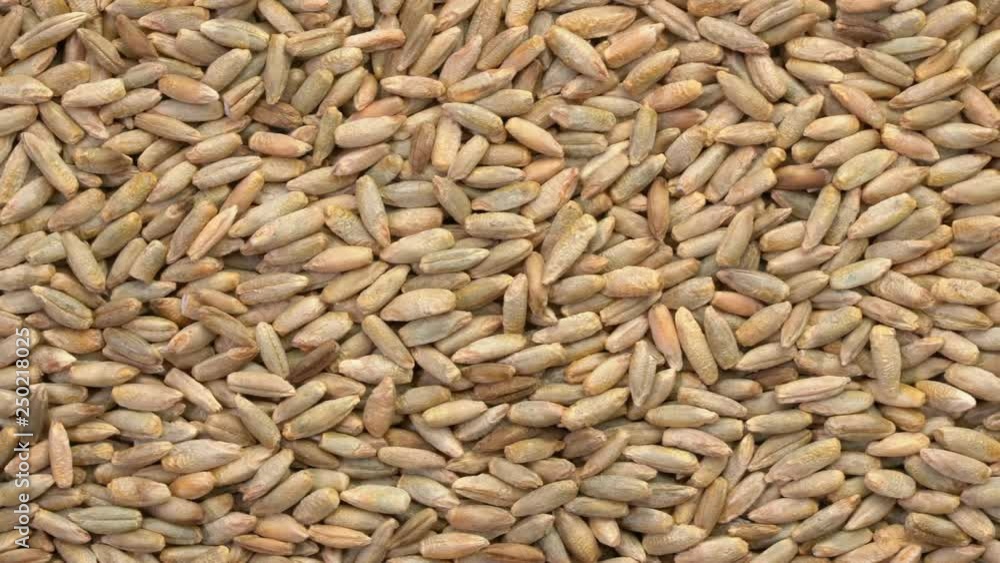 rye grain background, top view slider pan rye grain background, top view slider pan