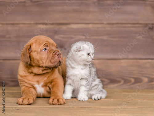 Fototapeta Naklejka Na Ścianę i Meble -  Puppy and kitten looking away on wooden background. Empty space for text