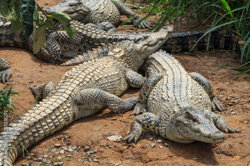 group of crocodile on the river bank