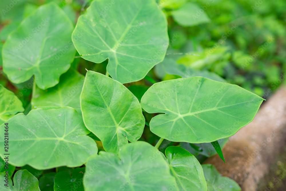 Close-up of green leaves in the garden. Close-up of green leaves in the garden.