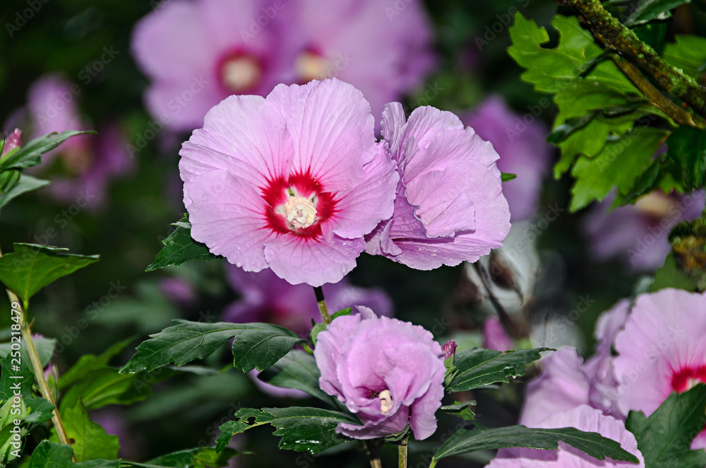 Pink wild bush Hibiscus flowers, green leafs rose mallow Pink wild bush Hibiscus flowers, green leafs rose mallow