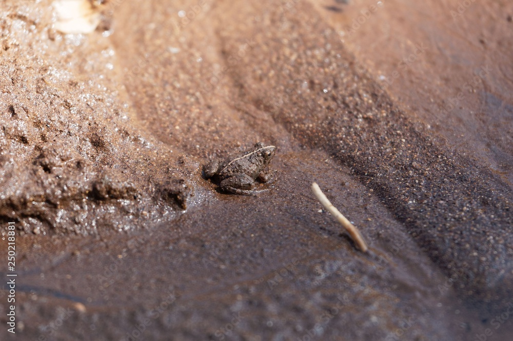 Brown frog (perhabs Phrynobatrachus natalensis) in Ethiopia.