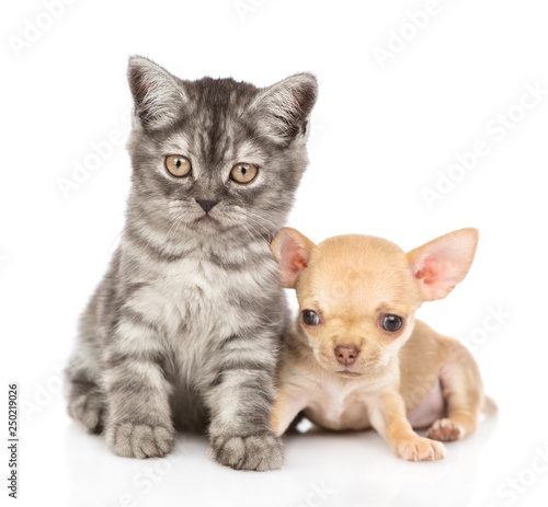 Tabby kitten and chihuahua puppy looking at camera together. Isolated on white background