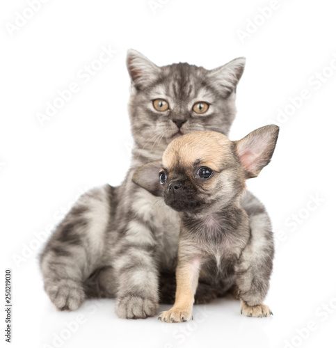 Tabby kitten hugging chihuahua puppy. Isolated on white background
