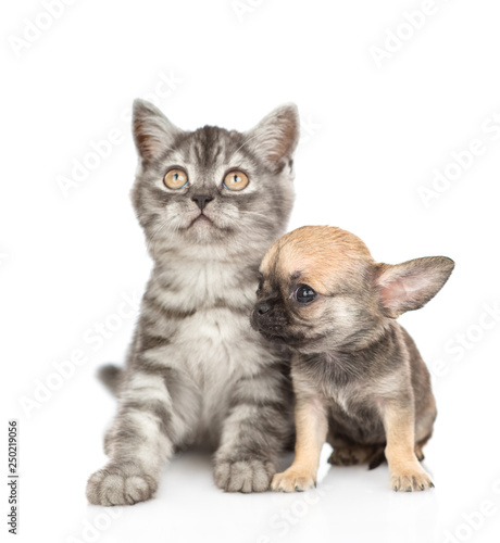 Chihuahua puppy sitting with tabby kitten. Isolated on white background © Ermolaev Alexandr