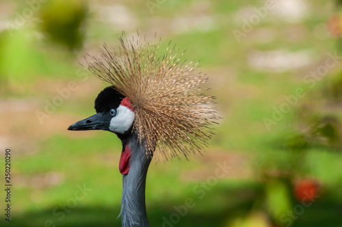 grey crowned crane portrait