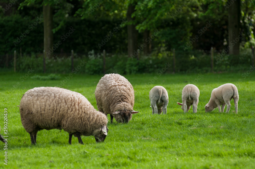 sheep on green field