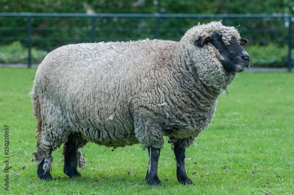 Obraz premium sheep on green field