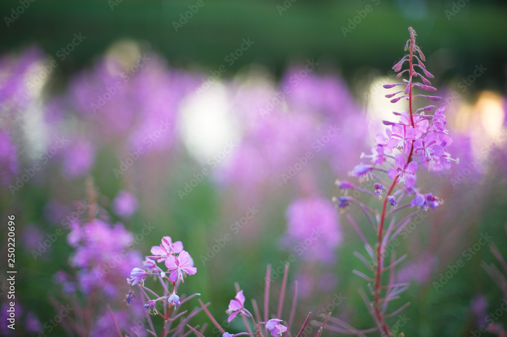 Obraz premium Fireweed flowers (Epilobium angustifolium) in summer evening light. Soft focus image.