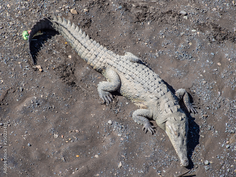 Obraz premium OLYMPUS DIGITAL CAMERA