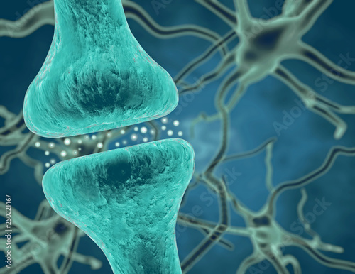 Canvastavla Synaptic transmission, nervous system inside.