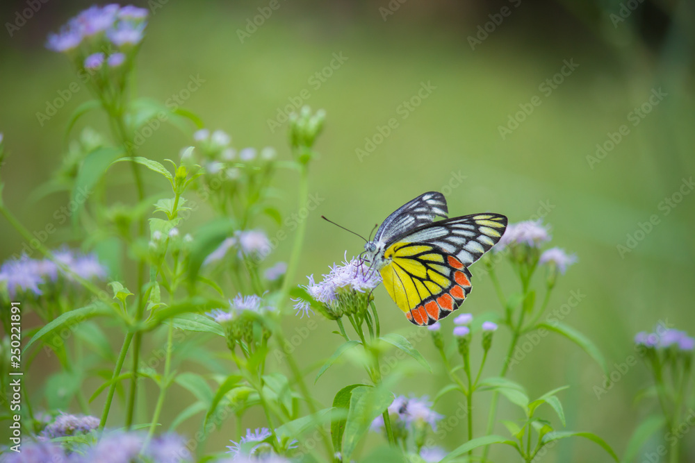 Obraz premium Beautiful Indian Jezebel Butterfly sitting on the flower plant in its natural habitat