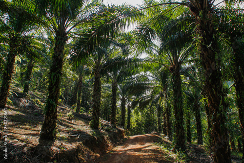 Palm plantation in Indonesia of which palm oil is made