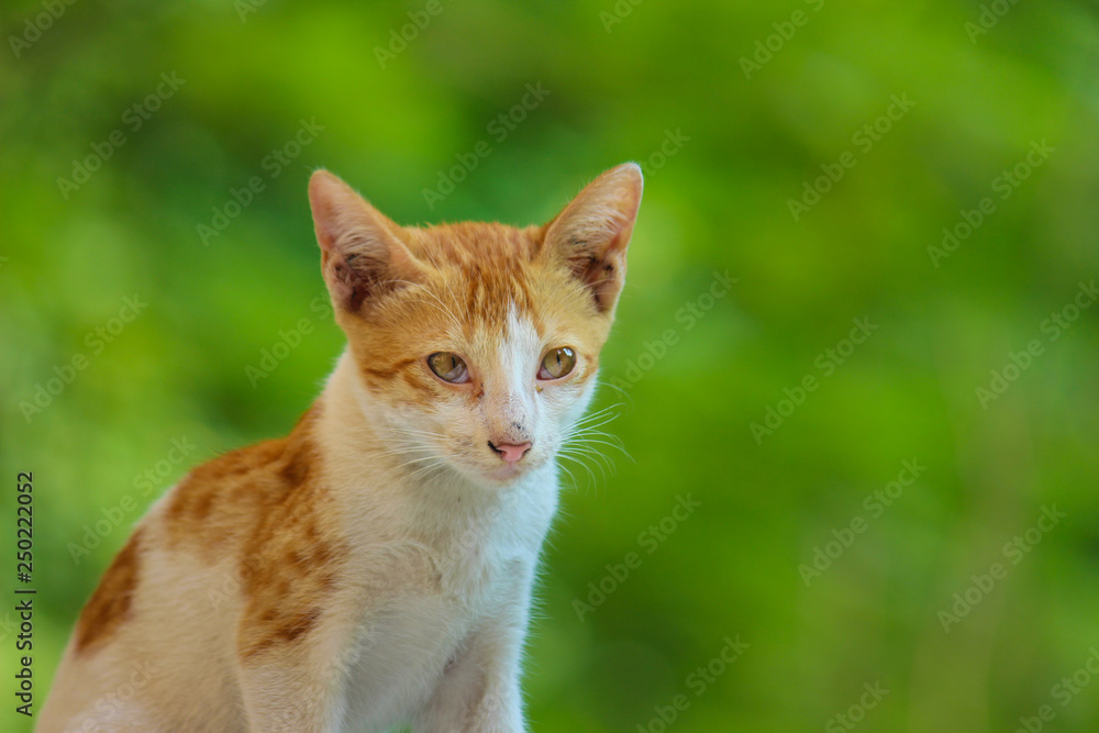 Cat on the wall looking very curiously with a nice soft green background. Cat on the wall looking very curiously with a nice soft green background.