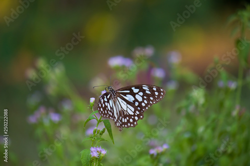 Beautiful blue spotted butterfly sitting on the flower plant in its natural habitat