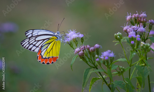 Beautiful Indian Jezebel Butterfly sitting on the flower plant in its natural habitat photo