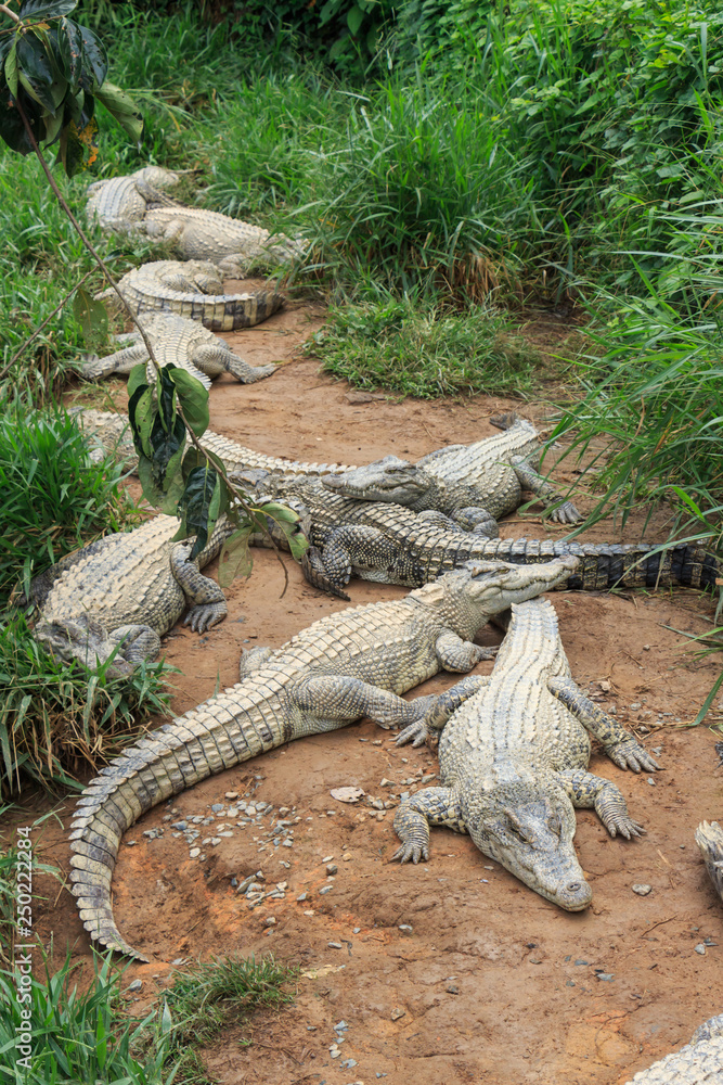 group of crocodile on the river bank