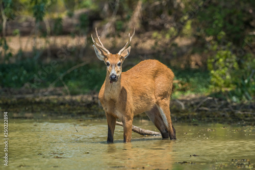 Marsh deer, Blastocerus dichotomus, in pantanal environment, Brazil
