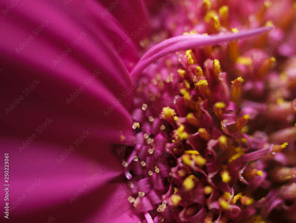 Close up photo of a pink daisy with yellow stamens. Macro photo of beautiful daisy. Close up photo of a pink daisy with yellow stamens. Macro photo of beautiful daisy.