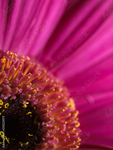 Close up photo of a pink daisy with yellow stamens. Macro photo of beautiful daisy.