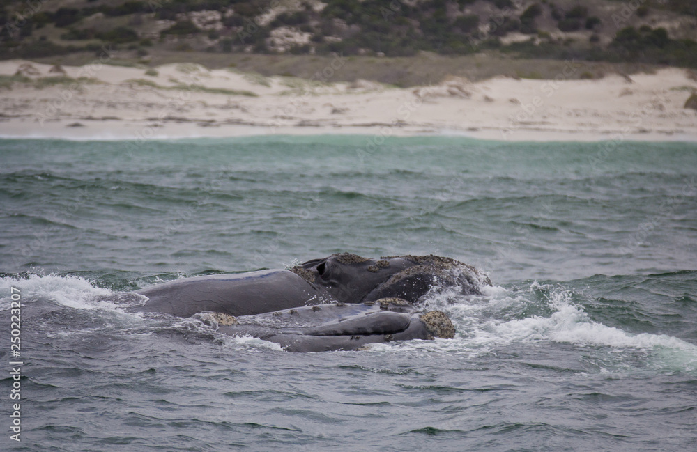 Fototapeta premium Backs of two Southern Right Whales swimming near Hermanus, Western Cape. South Africa.