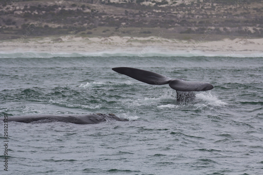 Fototapeta premium Back and tail of Southern Right Whales swimming near Hermanus, Western Cape. South Africa.