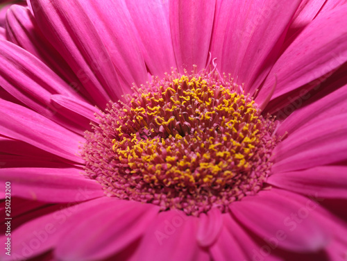 Close up photo of a pink daisy with yellow stamens. Macro photo of beautiful daisy.