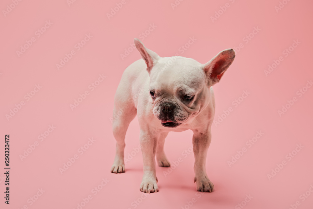 small french white bulldog on pink background small french white bulldog on pink background