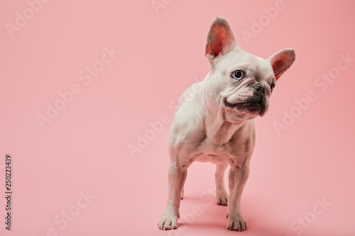 french bulldog of white color with dark nose on pink background © LIGHTFIELD STUDIOS