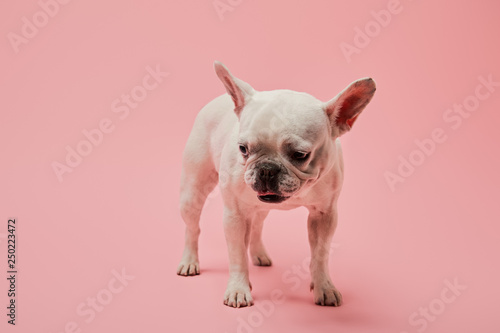 small french white bulldog on pink background © LIGHTFIELD STUDIOS
