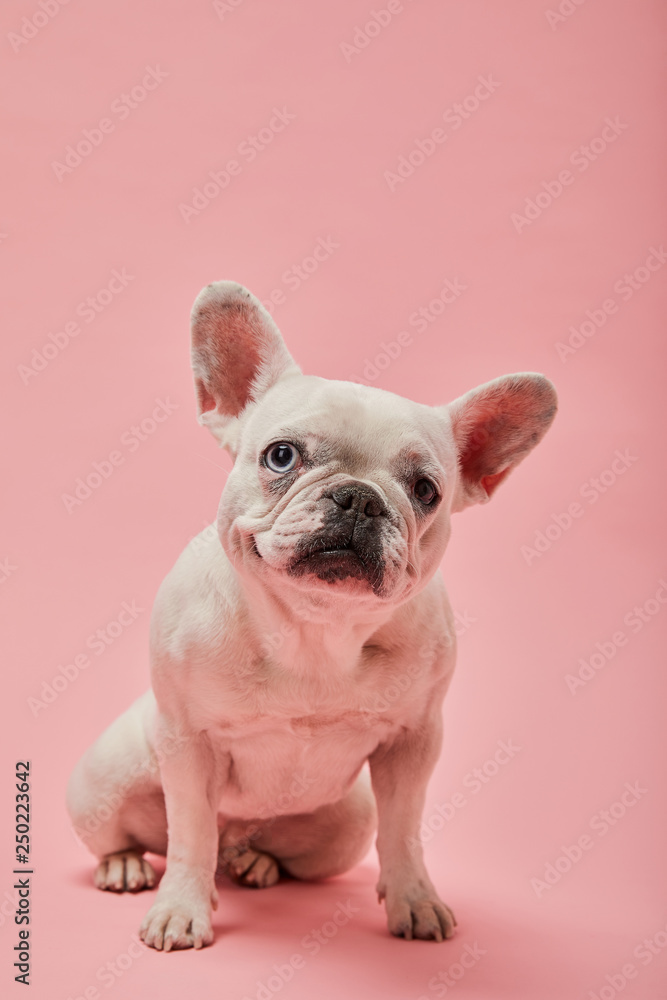 french bulldog with cute muzzle and dark nose on pink background