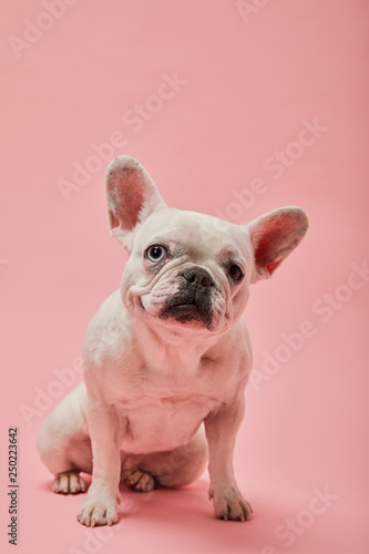 french bulldog with cute muzzle and dark nose on pink background © LIGHTFIELD STUDIOS