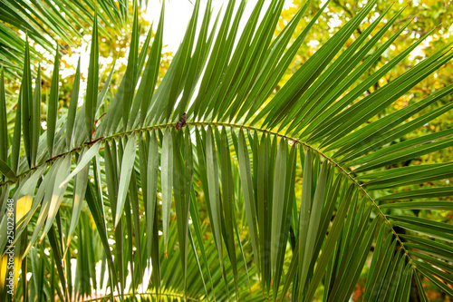 Fototapeta Naklejka Na Ścianę i Meble -  Palm trees in the park. Subtropical climate