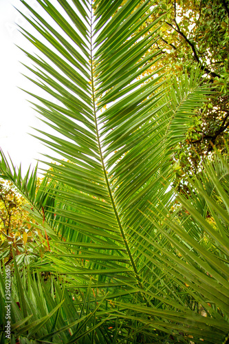 Palm trees in the park. Subtropical climate