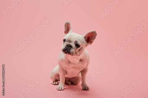 white french bulldog with dark nose on pink background © LIGHTFIELD STUDIOS