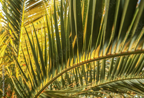 Palm trees in the park. Subtropical climate