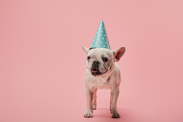 French bulldog with dark nose and blue birthday cap on pink background