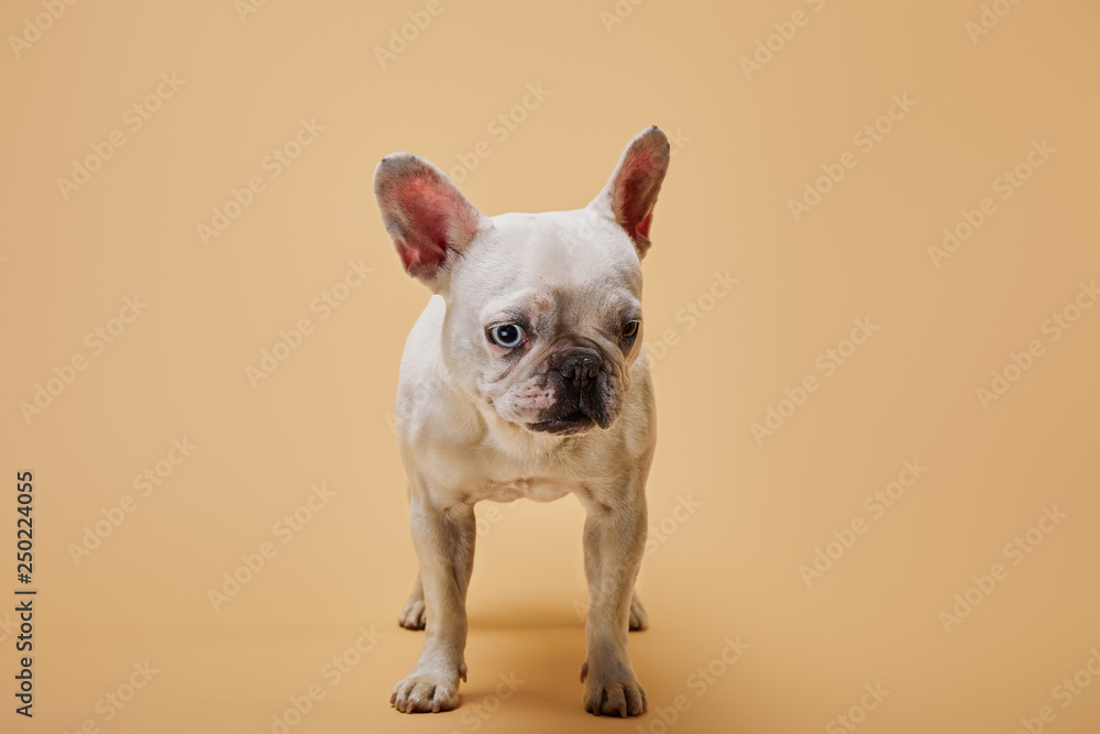 french bulldog of white color with dark nose on beige background