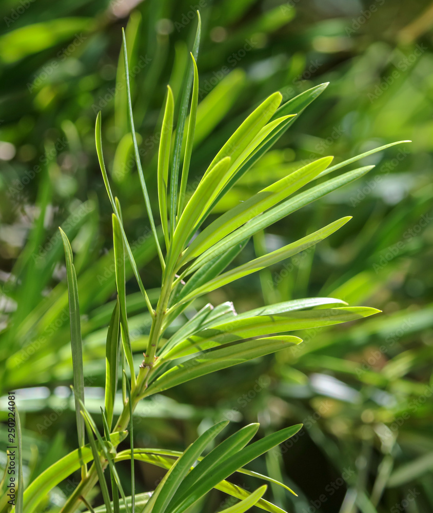 Green leaves on the plant in the park Green leaves on the plant in the park
