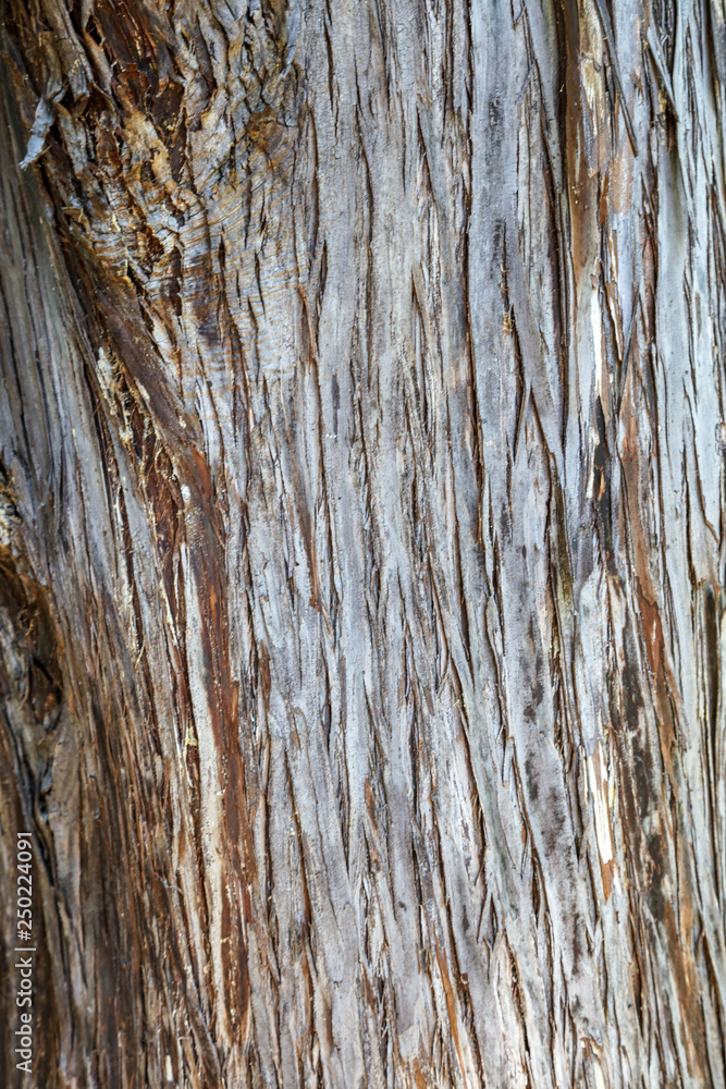 Tree bark as abstract background Tree bark as abstract background