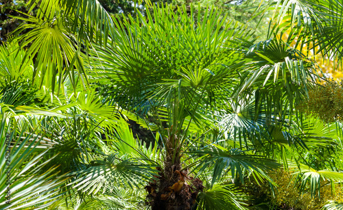 Palm trees in the park. Subtropical climate