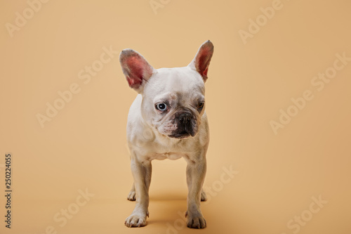 french bulldog of white color with dark nose on beige background © LIGHTFIELD STUDIOS