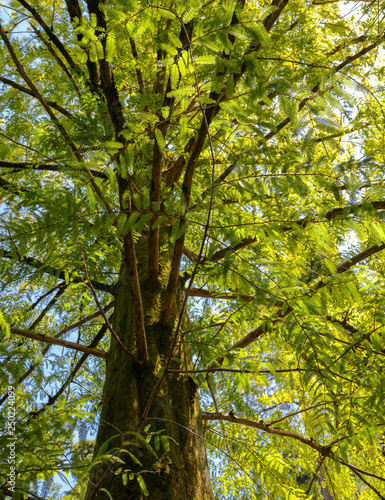 Green leaves on a tree in a summer park